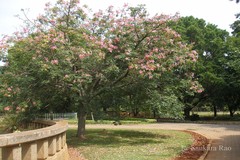 Chorisia speciosa